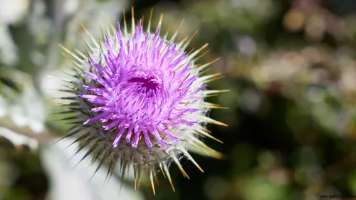 Thistle close-up This image is a still life photograph capturing a close-up view of a Milk Thistle flower in full bloom. The vibrant purple petals and spiky green bracts of the thistle are sharply in focus, highlighting the intricate structure typical of this species. Taken during the morning in the summer, the sunlight illuminates the thistle, enhancing its natural colors and the texture of the flowerhead. The background consists of a soft blur of foliage, emphasizing the Milk Thistle as the main subject and reinforcing the theme of nature. The photograph showcases the resilience and striking beauty of summer plants and flowers.